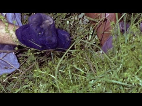 MOSTRO DI FIRENZE - PORNOOMICIDI E VILIPENDIO GENITALE