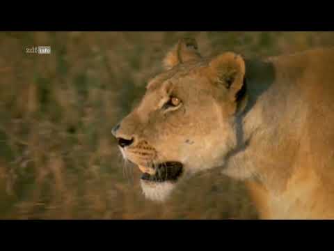 Waffen der Tiere (2/3): Offenes Gelände Doku (2021)