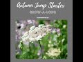 Grow-A-Long Wild Carrot (Daucus carota dara)