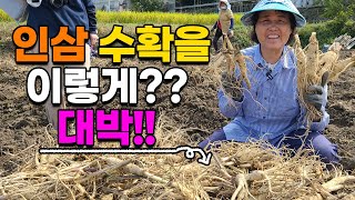 대박 신기한 5년근 인삼수확 현장!! 트랙터로 한방에? 인삼 수삼 - korea ginseng