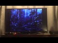 Bambi Opening Scene
