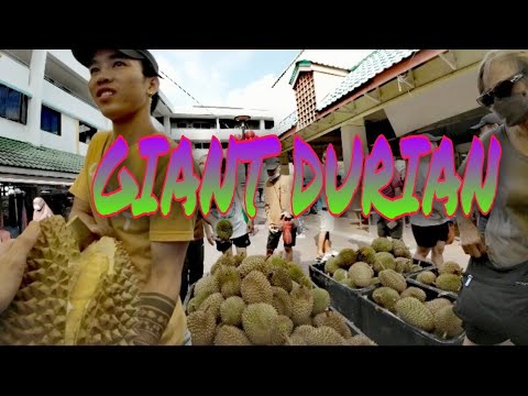 GIANT SIZE DURIAN EVER HAVE IT!