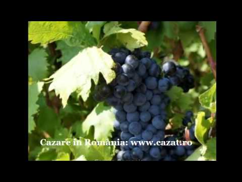 Cazare Dunarea Mica, Mehedinti - Cazat.ro