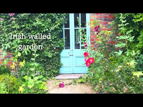 フロリバンダ「アーヘンへのご挨拶」 植物