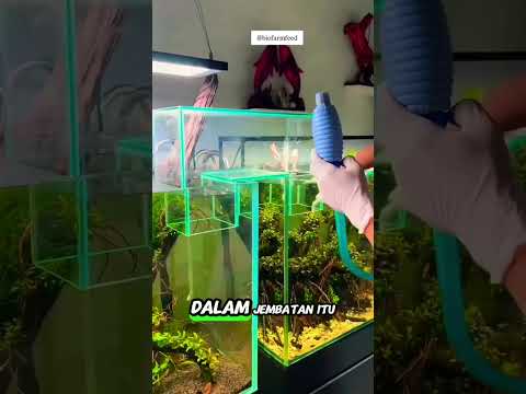 BIKIN JEMBATAN ANTAR AKUARIUM⁉️🤯