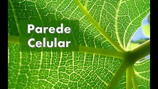 Aula  17 - Parede Celular