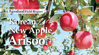 [Agrafood Field Report EP.11] Leading the Export of Korean Apples with Its New Breed ‘Arisoo’