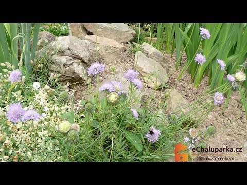Jak pěstovat hlaváč fialový. Scabiosa columbaria