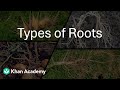 Types Of Roots Morphology Of Flowering Plants Grade 11 Biology Khan Academy