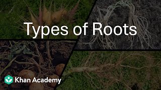 Types of Roots | Morphology of flowering plants | Grade 11 | Biology | Khan Academy