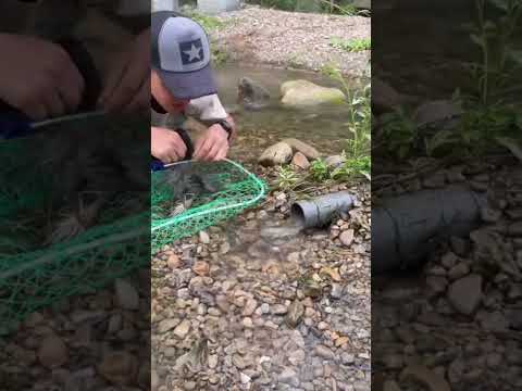 Reel tagged #fish