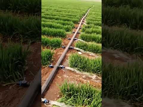PE Irrigation Pipe – Super Smooth Water Flow #shorts #agriculture #farming #watertech #diyirrigate