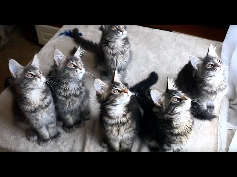 GOLDILOCKS - Beyond Finance Video