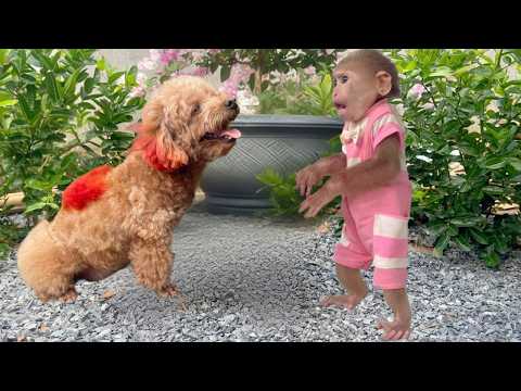 Lulu unexpectedly met her adorable friend while taking a walk