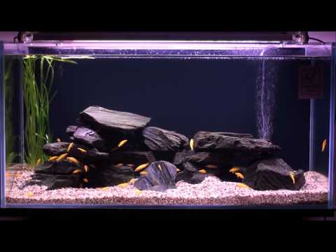 Watch Video on YouTube