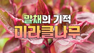말채나무가 겨울에만 이쁜게 아니에요!!