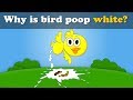 Why is bird poop white? + more videos | #aumsum #kids #science #education #children