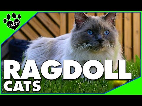 Ragdoll Cat Cats 101