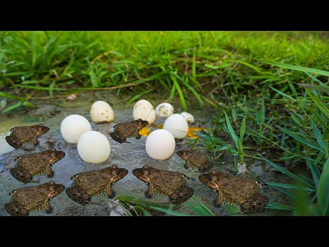 Amazing Frog Trap - Trap the frog with a fishing rod and an egg | VietNam Wild