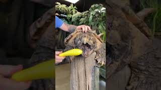 ¡Así muerde una Tortuga Mordedora gigante!