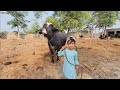 Daily Village Routine Buffalo Care Chacha Bhatija