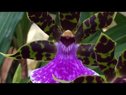 , title : 'ZYGOPETALUM ORCHID WITH THREE SPIKES: SOME ORCHID CARE AND CULTURE TIPS:'