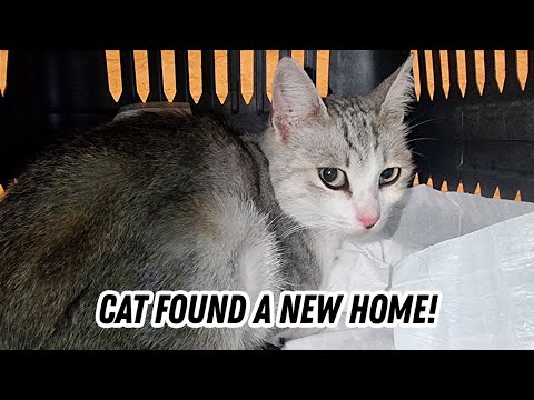 Bring cat Anya to a new family!