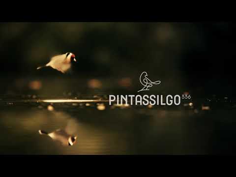 Pintassilgo 336 - Trailer 01