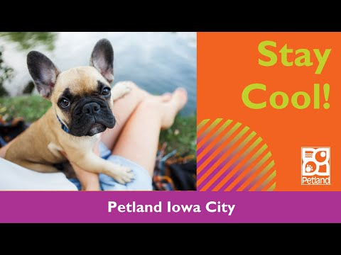 Keep Dogs Cool In Warm Temps