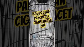 Download lagu Pancingan cigun macet, perpaduan bren dan cetrekan bikin emosi om #cigun #ciblek #kicaumania mp3