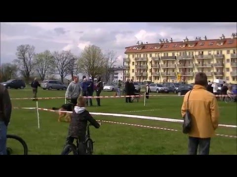 Wystawa Owczarków Jelcz Laskowice 22-04-2012.