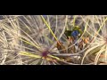 Flik To Infinity And Beyond A Bug S Life Bloopers