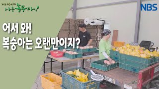 [평소리 마을, 동군이 돌아왔다] 어서 와! 복숭아는 오랜만이지?