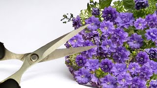 Haben Sie keine Angst davor! Campanula blüht das ganze Jahr über wie verrückt