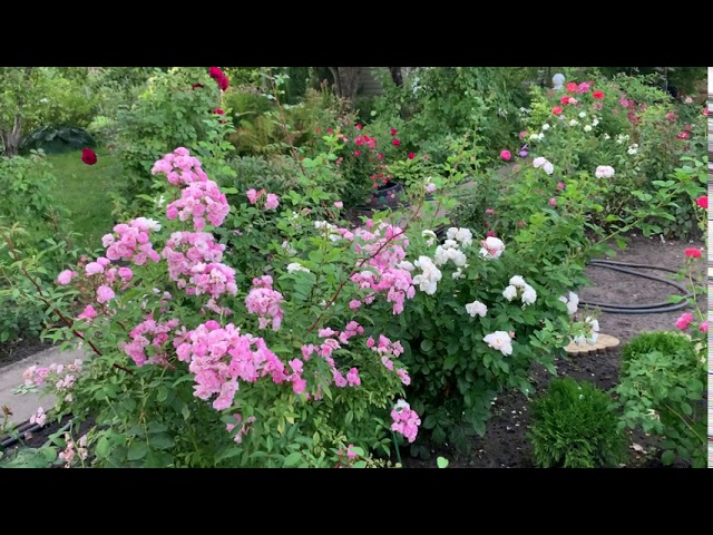 Гибриды мускусной розы Heavenly Pink, Bouguet Parfait, Lens