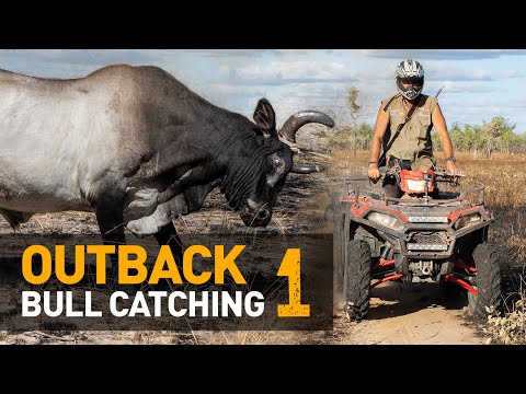 , title : 'BEST. ACTION. EVER.  — Catching WILD scrub-bulls in Outback Australia [Part 1 of 2]'