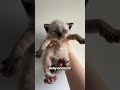 Siamese Cats Can Change Their Fur Color If You Please Cats Catshorts Shorts
