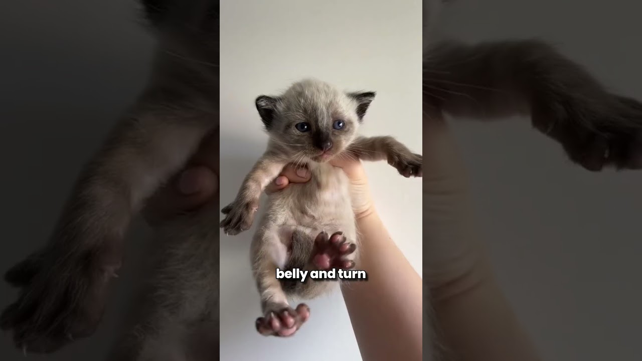 Siamese Cats Can Change Their Fur Color! (If You Please) 🐈 #cats #catshorts #shorts