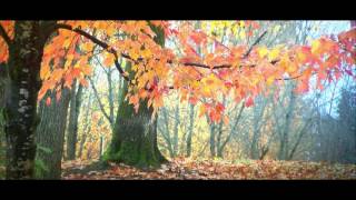 Autumn Leaf Fall. Calm Soft Music. Piano melody. Relaxing soft music.