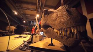 Découvrez le montage de l'exposition "T.rex, secrets de famille d'un dinosaure"