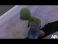 The Pablo Gummy Bear Song In G Major 25 Reupload