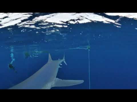 Blue sharks in Azores Faial island