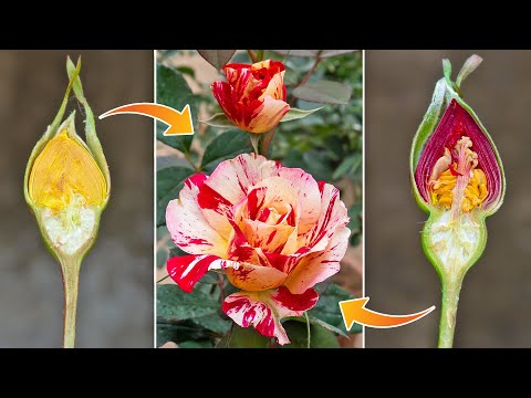 Propagation new Rose flower color from Red Rose flower bud and Yellow | New hormone