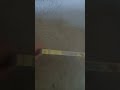 Stuart Little 1999 Dvd Australia