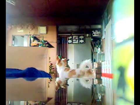 Superman- Super Junior.mp4