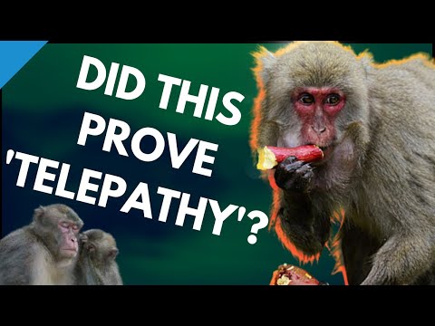 100th Monkey Effect - Strange Experiment Confirms Group Conciousness