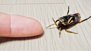 Download lagu A Backswimmer That Can Sting? I Tried Raising One! mp3 Download lagu A Backswimmer That Can Sting? I Tried Raising One! mp3