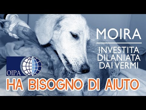 Come portare vermi di un corpo di essere umano di targa I vermi come si libererà da loro