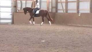 preview picture of video '2004 Hanoverian Mare'