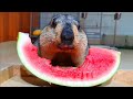 marmot eating watermelon